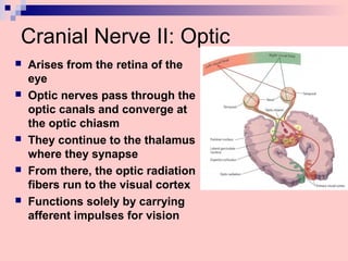 Cranial Nerve II: Optic
 Arises from the retina of the
eye
 Optic nerves pass through the
optic canals and converge at
the optic chiasm
 They continue to the thalamus
where they synapse
 From there, the optic radiation
fibers run to the visual cortex
 Functions solely by carrying
afferent impulses for vision
 