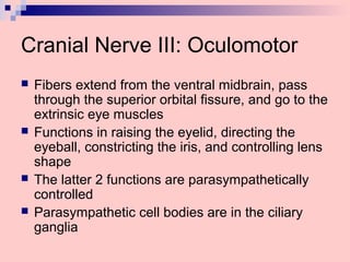 Cranial Nerve III: Oculomotor
 Fibers extend from the ventral midbrain, pass
through the superior orbital fissure, and go to the
extrinsic eye muscles
 Functions in raising the eyelid, directing the
eyeball, constricting the iris, and controlling lens
shape
 The latter 2 functions are parasympathetically
controlled
 Parasympathetic cell bodies are in the ciliary
ganglia
 
