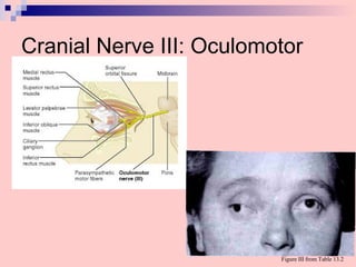 Cranial Nerve III: Oculomotor
Figure III from Table 13.2
 