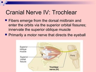 Cranial Nerve IV: Trochlear
 Fibers emerge from the dorsal midbrain and
enter the orbits via the superior orbital fissures;
innervate the superior oblique muscle
 Primarily a motor nerve that directs the eyeball
 