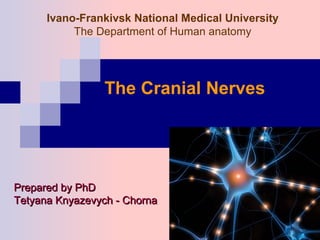 Ivano-Frankivsk National Medical University
The Department of Human anatomy
The Cranial Nerves
Prepared by PhDPrepared by PhD
Tetyana Knyazevych - ChornaTetyana Knyazevych - Chorna
 