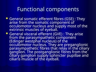 Functional components
 General somatic efferent fibres (GSE) : They
arise from the somatic component of
occulomotor nucleus and supply most of the
extrinsic muscles of eyeball.
 General visceral efferent (GVE) : They arise
from the parasympathetic component
(Edinger westphal nucleus) of the
occulomotor nucleus. They are preganglionic
parasympathetic fibres that relay in the ciliary
ganglion. The postganglionic fibres from the
ciliary ganglion supply sphincter pupillae and
ciliaris muscle of the eyeball.
 