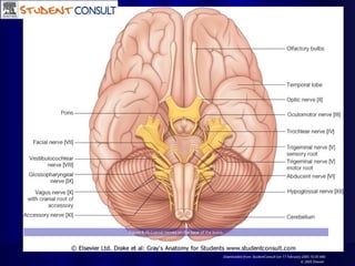 Figure 8.49 Cranial nerves on the base of the brain.
Downloaded from: StudentConsult (on 17 February 2005 10:30 AM)
© 2005 Elsevier
 