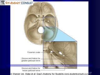 Figure 8.117 Grooves and hiatuses for the greater and lesser petrosal nerves.
Downloaded from: StudentConsult (on 17 February 2005 10:50 AM)
© 2005 Elsevier
 