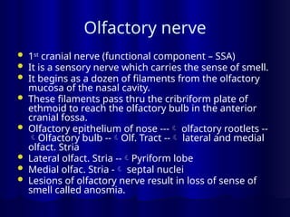Olfactory nerve
 1st
cranial nerve (functional component – SSA)
 It is a sensory nerve which carries the sense of smell.
 It begins as a dozen of filaments from the olfactory
mucosa of the nasal cavity.
 These filaments pass thru the cribriform plate of
ethmoid to reach the olfactory bulb in the anterior
cranial fossa.
 Olfactory epithelium of nose --- olfactory rootlets --
Olfactory bulb --Olf. Tract -- lateral and medial
olfact. Stria
 Lateral olfact. Stria --Pyriform lobe
 Medial olfac. Stria - septal nuclei
 Lesions of olfactory nerve result in loss of sense of
smell called anosmia.
 