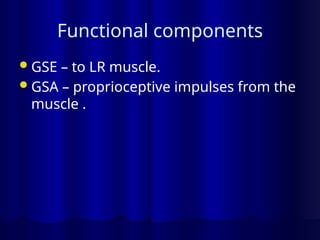 Functional components
GSE – to LR muscle.
GSA – proprioceptive impulses from the
muscle .
 