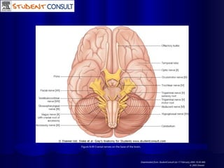 Figure 8.49 Cranial nerves on the base of the brain.
Downloaded from: StudentConsult (on 17 February 2005 10:30 AM)
© 2005 Elsevier
 