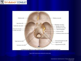Figure 8.48 Cranial nerves exiting the cranial cavity.
Downloaded from: StudentConsult (on 17 February 2005 10:30 AM)
© 2005 Elsevier
 