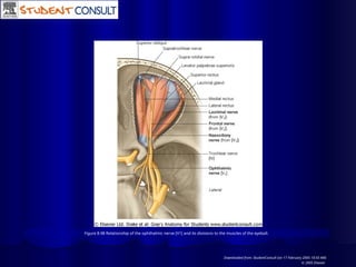 Figure 8.98 Relationship of the ophthalmic nerve [V1] and its divisions to the muscles of the eyeball.
Downloaded from: StudentConsult (on 17 February 2005 10:50 AM)
© 2005 Elsevier
 