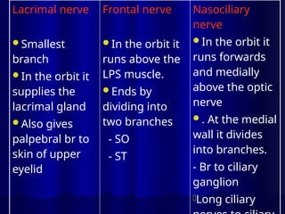 Lacrimal nerve
Smallest
branch
In the orbit it
supplies the
lacrimal gland
Also gives
palpebral br to
skin of upper
eyelid
Frontal nerve
In the orbit it
runs above the
LPS muscle.
Ends by
dividing into
two branches
- SO
- ST
Nasociliary
nerve
In the orbit it
runs forwards
and medially
above the optic
nerve
. At the medial
wall it divides
into branches.
- Br to ciliary
ganglion
-Long ciliary
 