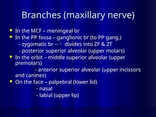 Branches (maxillary nerve)
 In the MCF – meningeal br
 In the PP fossa – ganglionic br (to PP gang.)
- zygomatic br -- divides into ZF & ZT
- posterior superior alveolar (upper molars)
 In the orbit – middle superior alveolar (upper
premolars)
- anterior superior alveolar (upper incissors
and canines)
 On the face – palpebral (lower lid)
- nasal
- labial (upper lip)
 