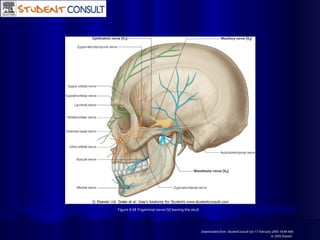 Figure 8.58 Trigeminal nerve [V] leaving the skull.
Downloaded from: StudentConsult (on 17 February 2005 10:49 AM)
© 2005 Elsevier
 