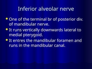 Inferior alveolar nerve
One of the terminal br of posterior div.
of mandibular nerve.
It runs vertically downwards lateral to
medial pterygoid.
It entres the mandibular foramen and
runs in the mandibular canal.
 