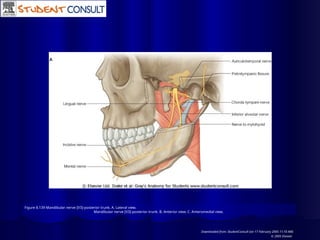Figure 8.139 Mandibular nerve [V3]-posterior trunk. A. Lateral view.
Mandibular nerve [V3]-posterior trunk. B. Anterior view. C. Anteromedial view.
Downloaded from: StudentConsult (on 17 February 2005 11:10 AM)
© 2005 Elsevier
 