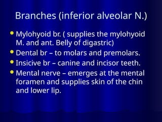 Branches (inferior alveolar N.)
Mylohyoid br. ( supplies the mylohyoid
M. and ant. Belly of digastric)
Dental br – to molars and premolars.
Insicive br – canine and incisor teeth.
Mental nerve – emerges at the mental
foramen and supplies skin of the chin
and lower lip.
 