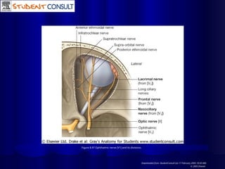 Figure 8.97 Ophthalmic nerve [V1] and its divisions.
Downloaded from: StudentConsult (on 17 February 2005 10:50 AM)
© 2005 Elsevier
 