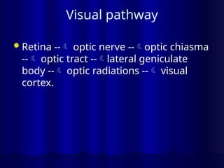 Visual pathway
Retina -- optic nerve --optic chiasma
-- optic tract --lateral geniculate
body -- optic radiations -- visual
cortex.
 