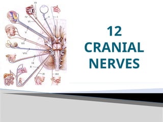 Comprehensive Overview of the 12 Cranial Nerves: Functions and Anatomy ...