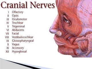 Comprehensive Overview of the 12 Cranial Nerves: Functions and Anatomy ...