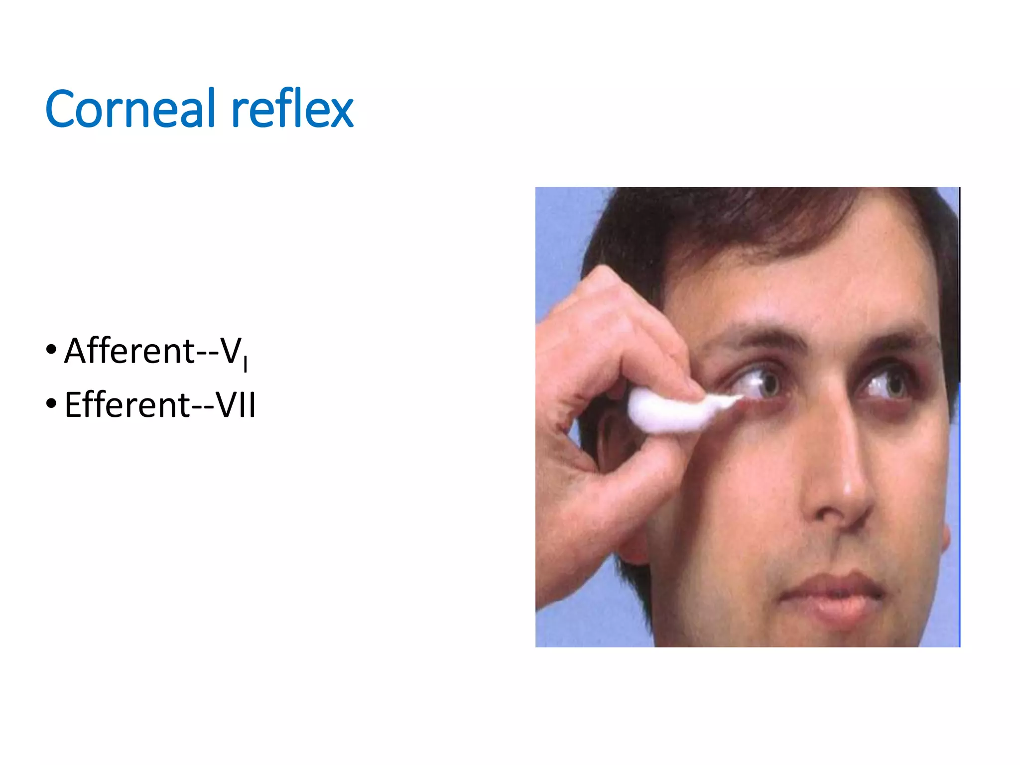 Cranial Nerves 5,7,8.ppt