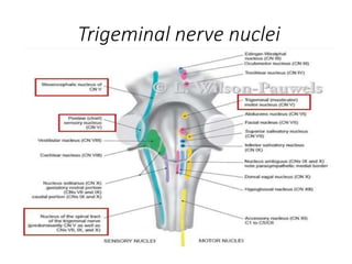 Cranial Nerves Nuclei Ppt