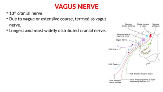 Anatomy of Cranial Nerves IX - X - XI - XII.pptx