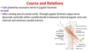 Anatomy of Cranial Nerves IX - X - XI - XII.pptx