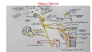 Anatomy of Cranial Nerves IX - X - XI - XII.pptx
