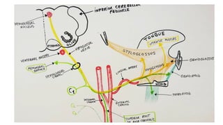 Anatomy of Cranial Nerves IX - X - XI - XII.pptx