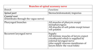 Anatomy of Cranial Nerves IX - X - XI - XII.pptx