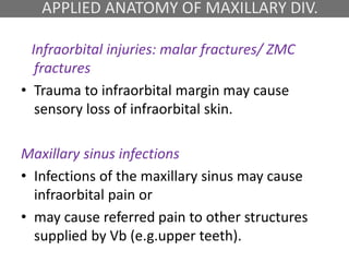APPLIED ANATOMY OF MAXILLARY DIV.
Infraorbital injuries: malar fractures/ ZMC
fractures
• Trauma to infraorbital margin may cause
sensory loss of infraorbital skin.
Maxillary sinus infections
• Infections of the maxillary sinus may cause
infraorbital pain or
• may cause referred pain to other structures
supplied by Vb (e.g.upper teeth).
 