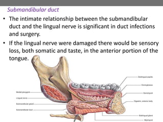 Submandibular duct
• The intimate relationship between the submandibular
duct and the lingual nerve is significant in duct infections
and surgery.
• If the lingual nerve were damaged there would be sensory
loss, both somatic and taste, in the anterior portion of the
tongue.
 