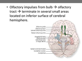 • Olfactory impulses from bulb  olfactory
tract  terminate in several small areas
located on inferior surface of cerebral
hemisphere.
 