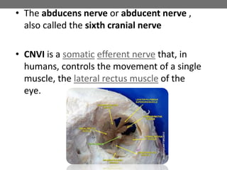 • The abducens nerve or abducent nerve ,
also called the sixth cranial nerve
• CNVI is a somatic efferent nerve that, in
humans, controls the movement of a single
muscle, the lateral rectus muscle of the
eye.
 