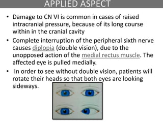 APPLIED ASPECT
• Damage to CN VI is common in cases of raised
intracranial pressure, because of its long course
within in the cranial cavity
• Complete interruption of the peripheral sixth nerve
causes diplopia (double vision), due to the
unopposed action of the medial rectus muscle. The
affected eye is pulled medially.
• In order to see without double vision, patients will
rotate their heads so that both eyes are looking
sideways.
 