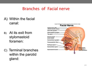 Branches of Facial nerve
A) Within the facial
canal:
B) At its exit from
stylomastoid
foramen:
C) Terminal branches
within the parotid
gland:
129
 