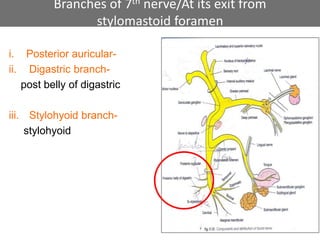 Branches of 7th nerve/At its exit from
stylomastoid foramen
i. Posterior auricular-
ii. Digastric branch-
post belly of digastric
iii. Stylohyoid branch-
stylohyoid
132
 