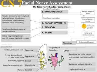 CN 7Facial Nerve AssessmentCN VII
Facial canal
(tortuous course)
Internal auditory
meatus
Geniculate
ganglion
Stylomastoid foramen
Temporal
Zygomatic
Buccal
Mandibular
Cervical
Major facial
branches
Inside Skull
Outside skull
Other
Posterior auricular nerve
Posterior belly of Digastric
Stylohyoid muscle
Stapedius
Frontalis, orbicularis oculi
Z1: Eye & around orbit
Z2: Mid face & smile
Buccinator, upper lip
Lower lip, orbicularis oris
Platisma
controls scalp muscles around the
ear
3. SENSORY
2. PARASYMPATHETIC
Greater petrosal to Lacrimal gland,
sphenoid sinus, frontal sinus,
frontal sinus, maxillary sinus,
eithmoid sinus, nasal cavity,
The facial nerve has four components:
1. BRANCHIAL MOTOR
4. TASTE
From facial nerve nucleus
Small contribution to external
acoustic meatus
Palate via greater petrosal
Ant 2/3 tongue via chorda tympani
From Nevus Intermedius
Petrous temporal
bone
 
