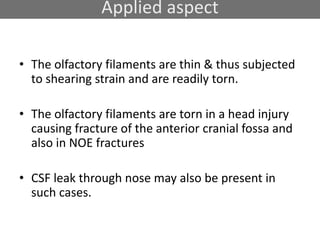 Applied aspect
• The olfactory filaments are thin & thus subjected
to shearing strain and are readily torn.
• The olfactory filaments are torn in a head injury
causing fracture of the anterior cranial fossa and
also in NOE fractures
• CSF leak through nose may also be present in
such cases.
 