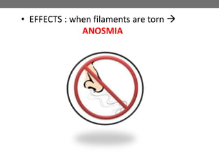 • EFFECTS : when filaments are torn 
ANOSMIA
 