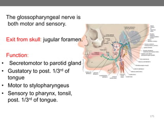 GLOSSOPHARYNGEAL NERVE
The glossopharyngeal nerve is
both motor and sensory.
Exit from skull: jugular foramen.
Function:
• Secretomotor to parotid gland
• Gustatory to post. 1/3rd of
tongue
• Motor to stylopharyngeus
• Sensory to pharynx, tonsil,
post. 1/3rd of tongue.
175
 