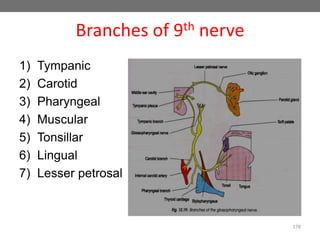 Branches of 9th nerve
1) Tympanic
2) Carotid
3) Pharyngeal
4) Muscular
5) Tonsillar
6) Lingual
7) Lesser petrosal
178
 