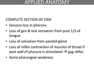 COMPLETE SECTION OF CNIX
• Sensory loss in pharynx
• Loss of gen & test sensation from post 1/3 of
tongue
• Loss of salivation from parotid gland
• Loss of reflex contraction of muscles of throat if
post wall of pharynx Is stimulated  gag reflex
• Some pharyngeal weakness
APPLIED ANATOMY
 