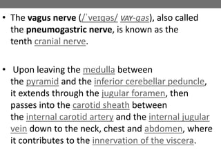 • The vagus nerve (/ˈveɪɡəs/ VAY-gəs), also called
the pneumogastric nerve, is known as the
tenth cranial nerve.
• Upon leaving the medulla between
the pyramid and the inferior cerebellar peduncle,
it extends through the jugular foramen, then
passes into the carotid sheath between
the internal carotid artery and the internal jugular
vein down to the neck, chest and abdomen, where
it contributes to the innervation of the viscera.
 