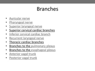 Branches
• Auricular nerve
• Pharyngeal nerve
• Superior laryngeal nerve
• Superior cervical cardiac branches
• Inferior cervical cardiac branch
• Recurrent laryngeal nerve
• Thoracic cardiac branches
• Branches to the pulmonary plexus
• Branches to the esophageal plexus
• Anterior vagal trunk
• Posterior vagal trunk
 