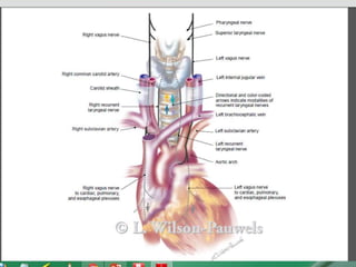• The vagus runs posterior to the common carotid artery and
internal jugular vein inside the carotid sheath.
Nuclei
• The vagus nerve includes axons which emerge from or converge
onto four nuclei of the medulla:
• The Dorsal nucleus of vagus nerve - which
sends parasympathetic output to the viscera, especially the
intestines
• The Nucleus ambiguus - which gives rise to the branchial efferent
motor fibers of the vagus nerve and preganglionic
parasympathetic neurons that innervate the heart
• The Solitary nucleus - which receives afferent taste information
and primary afferents from visceral organs
• The Spinal trigeminal nucleus - which receives information about
deep/crude touch, pain, and temperature of the outer ear, the
dura of the posterior cranial fossa and the mucosa of the larynx
 