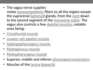• The vagus nerve supplies
motor parasympathetic fibers to all the organs except
the suprarenal (adrenal) glands, from the neck down
to the second segment of the transverse colon. The
vagus also controls a few skeletal muscles, notable
ones being:
• Cricothyroid muscle
• Levator veli palatini muscle
• Salpingopharyngeus muscle
• Palatoglossus muscle
• Palatopharyngeus muscle
• Superior, middle and inferior pharyngeal constrictors
• Muscles of the larynx (speech).
 