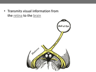 • Transmits visual information from
the retina to the brain
 