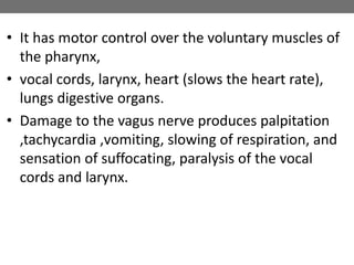 • It has motor control over the voluntary muscles of
the pharynx,
• vocal cords, larynx, heart (slows the heart rate),
lungs digestive organs.
• Damage to the vagus nerve produces palpitation
,tachycardia ,vomiting, slowing of respiration, and
sensation of suffocating, paralysis of the vocal
cords and larynx.
 