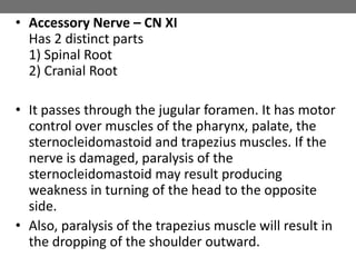 • Accessory Nerve – CN XI
Has 2 distinct parts
1) Spinal Root
2) Cranial Root
• It passes through the jugular foramen. It has motor
control over muscles of the pharynx, palate, the
sternocleidomastoid and trapezius muscles. If the
nerve is damaged, paralysis of the
sternocleidomastoid may result producing
weakness in turning of the head to the opposite
side.
• Also, paralysis of the trapezius muscle will result in
the dropping of the shoulder outward.
 